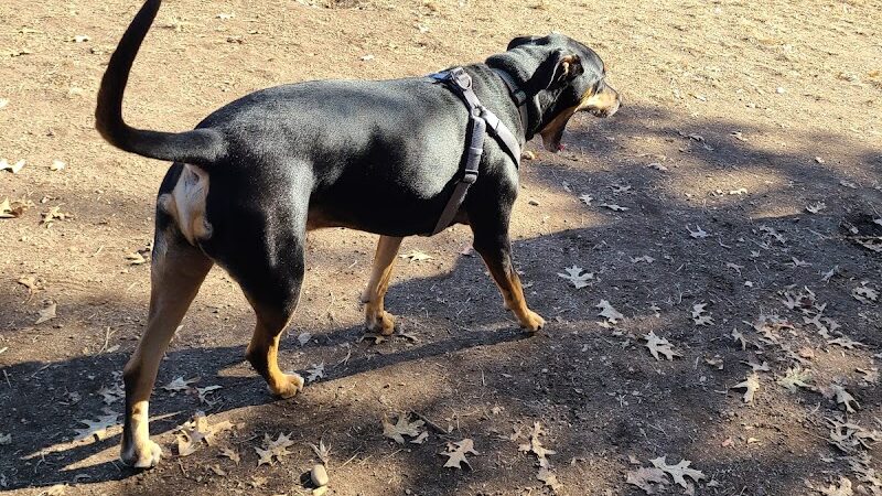 Landing Lights Dog Run - East Elmhurst, NY