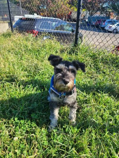 Landing Lights Dog Run - East Elmhurst, NY