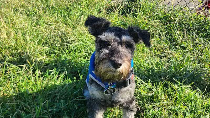 Landing Lights Dog Run - East Elmhurst, NY