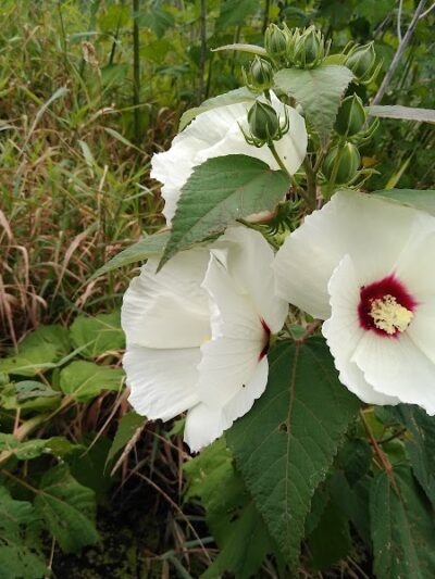 Hockanum River Linear Park - East Hartford, CT