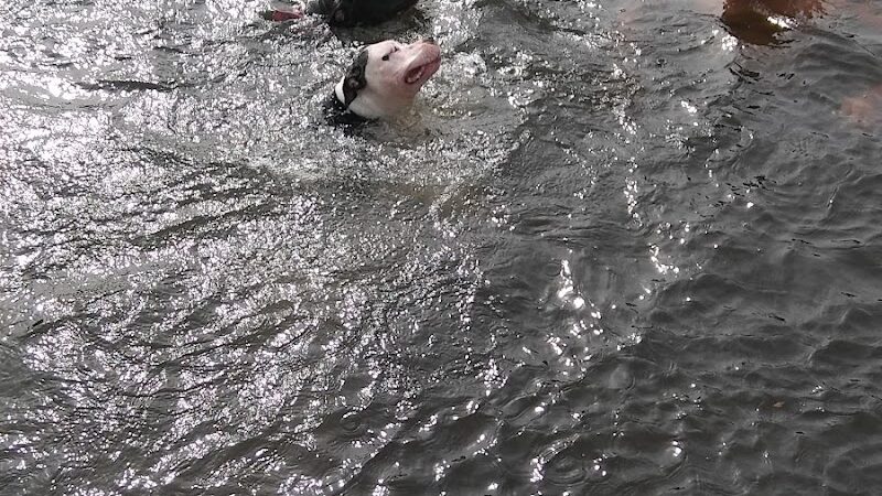 P&F Private Pond - East Hartford, CT