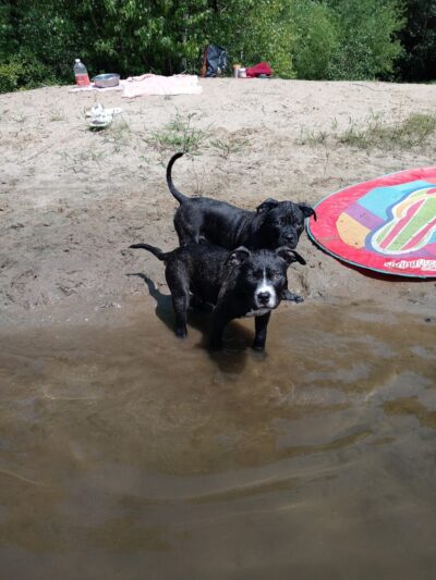 P&F Private Pond - East Hartford, CT