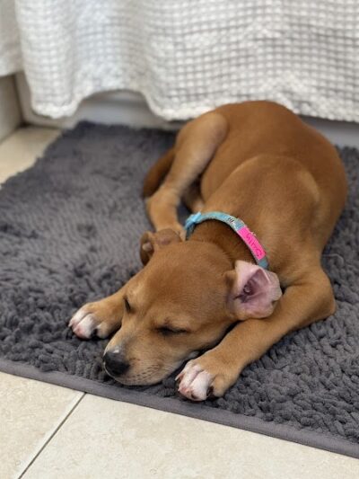 Pack Leaders Rescue of CT - East Hartford, CT