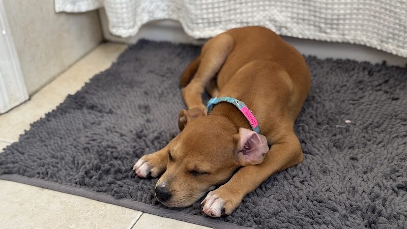 Pack Leaders Rescue of CT - East Hartford, CT