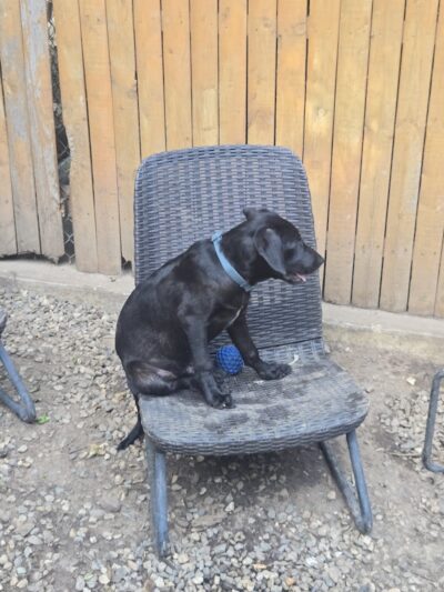 Pack Leaders Rescue of CT - East Hartford, CT