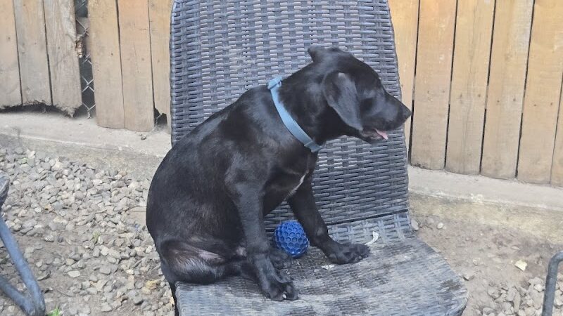 Pack Leaders Rescue of CT - East Hartford, CT