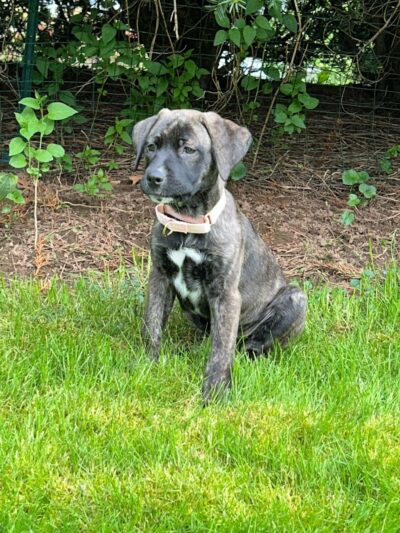 Pack Leaders Rescue of CT - East Hartford, CT