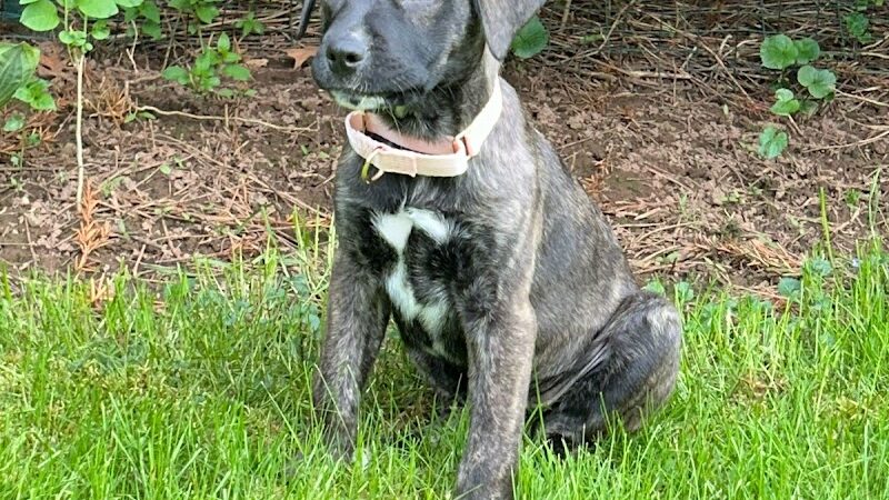 Pack Leaders Rescue of CT - East Hartford, CT