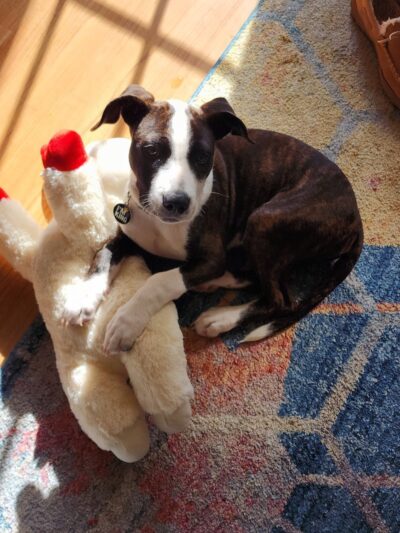 Pack Leaders Rescue of CT - East Hartford, CT