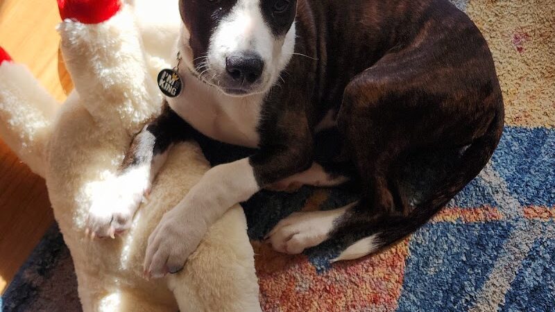 Pack Leaders Rescue of CT - East Hartford, CT