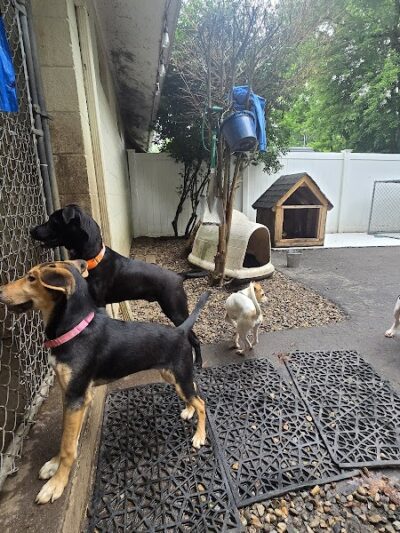 Pack Leaders Rescue of CT - East Hartford, CT