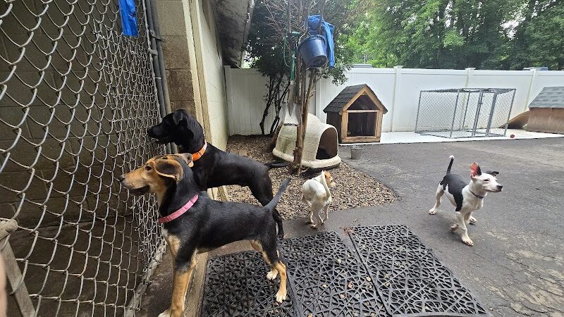 Pack Leaders Rescue of CT - East Hartford, CT