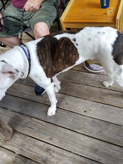 Pack Leaders Rescue of CT - East Hartford, CT