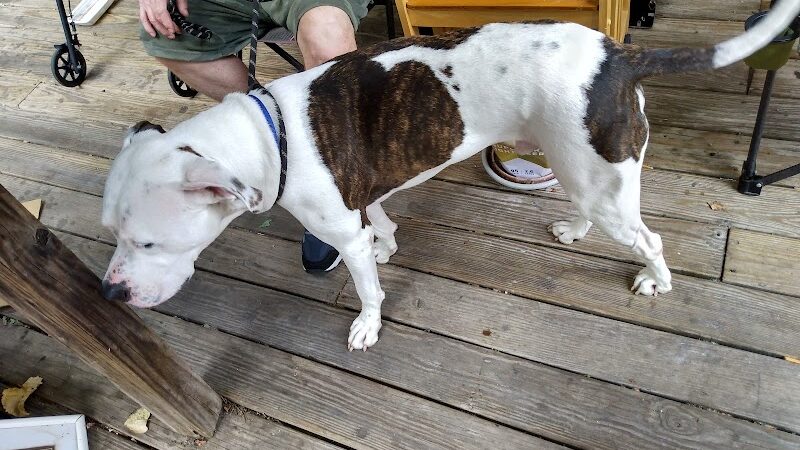 Pack Leaders Rescue of CT - East Hartford, CT