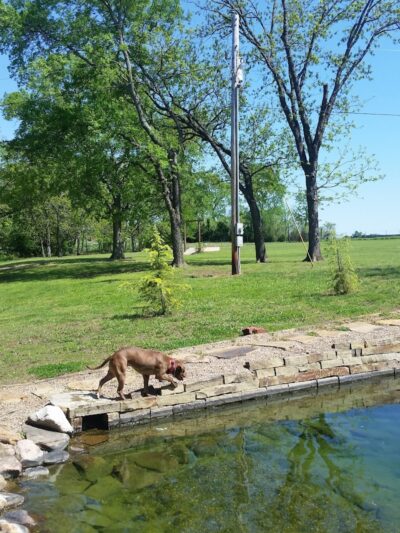 Pack Leaders Rescue of CT - East Hartford, CT