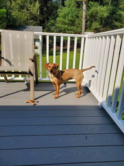 Pack Leaders Rescue of CT - East Hartford, CT