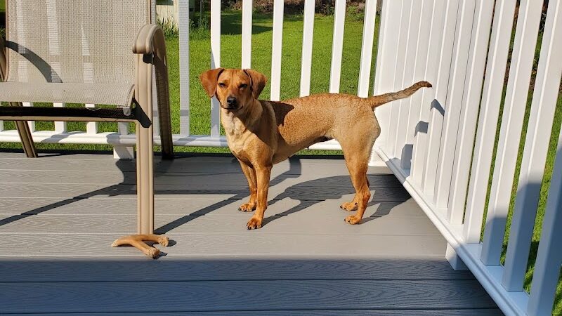 Pack Leaders Rescue of CT - East Hartford, CT