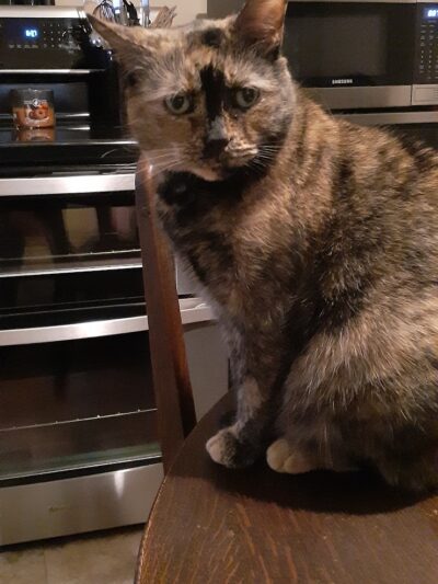 Pack Leaders Rescue of CT - East Hartford, CT