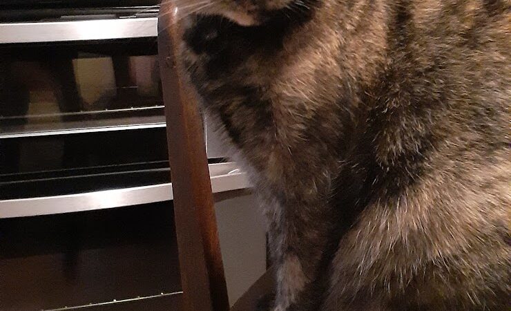 Pack Leaders Rescue of CT - East Hartford, CT