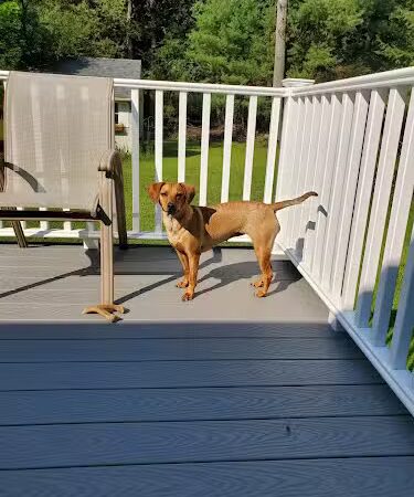 Pack Leaders Rescue of CT - East Hartford, CT