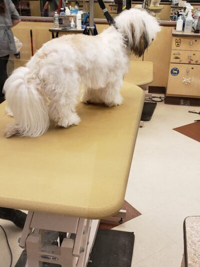 PetSmart - East Hartford, CT