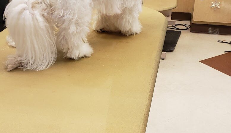 PetSmart - East Hartford, CT