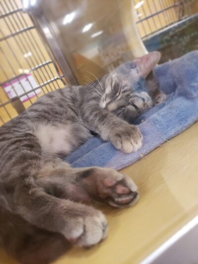 PetSmart - East Hartford, CT
