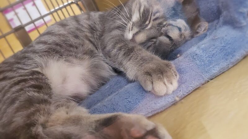 PetSmart - East Hartford, CT