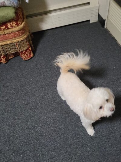 PetSmart - East Hartford, CT