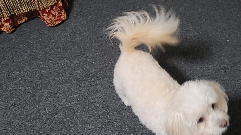 PetSmart - East Hartford, CT