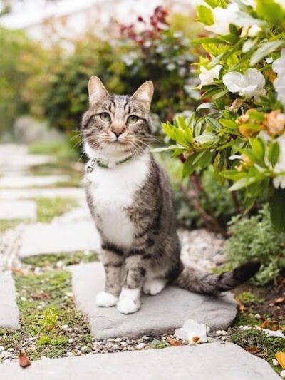 PetSmart - East Hartford, CT