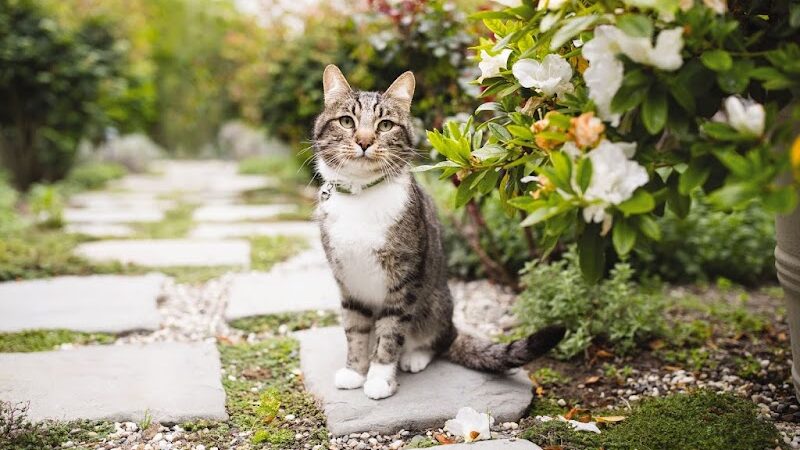 PetSmart - East Hartford, CT
