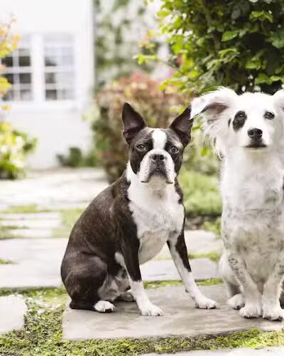 PetSmart - East Hartford, CT