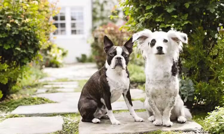 PetSmart - East Hartford, CT