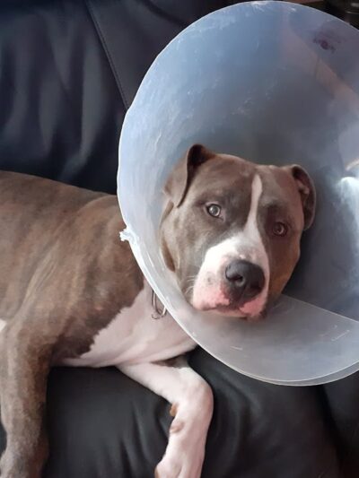 POA Spay - East Hartford, CT