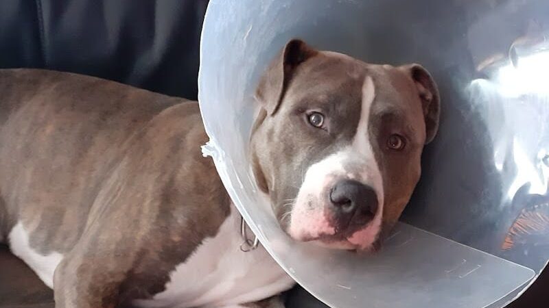 POA Spay - East Hartford, CT