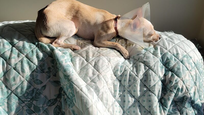 POA Spay - East Hartford, CT