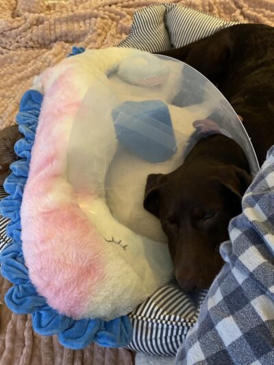 POA Spay - East Hartford, CT