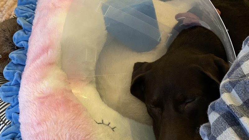 POA Spay - East Hartford, CT