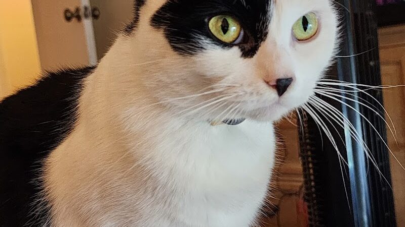 POA Spay - East Hartford, CT