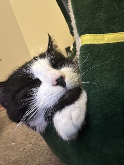 POA Spay - East Hartford, CT