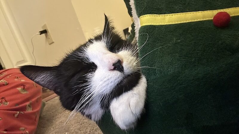 POA Spay - East Hartford, CT