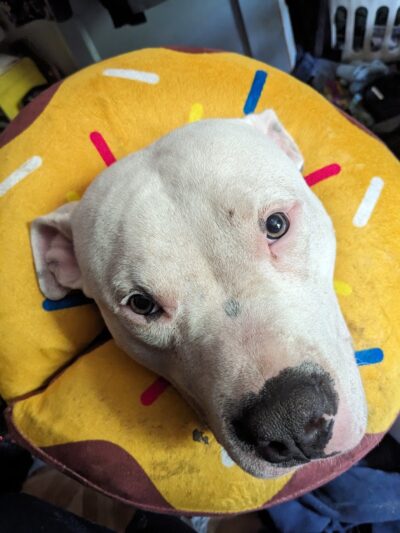 POA Spay - East Hartford, CT