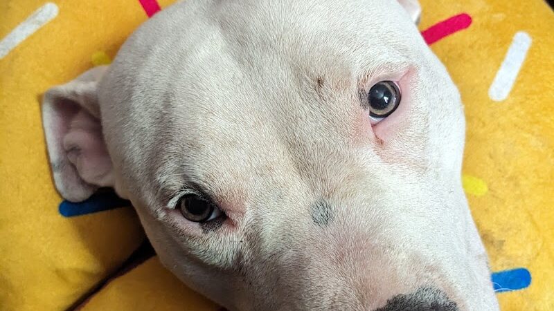 POA Spay - East Hartford, CT