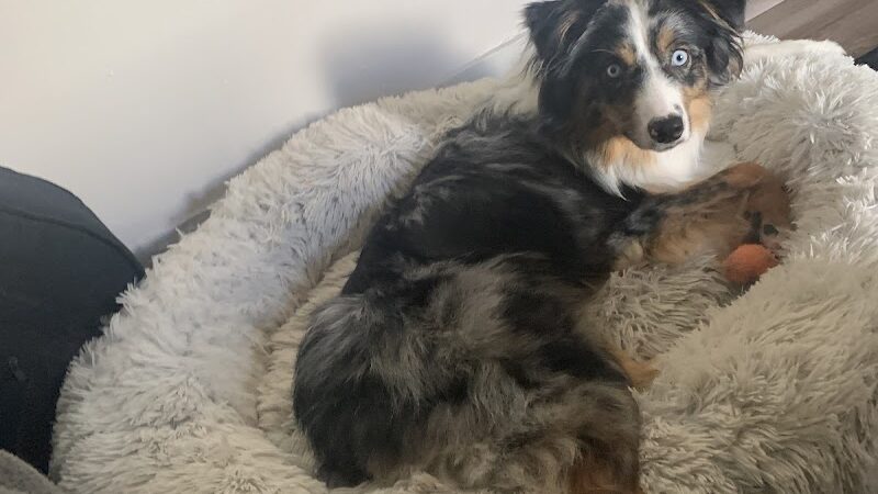 POA Spay - East Hartford, CT