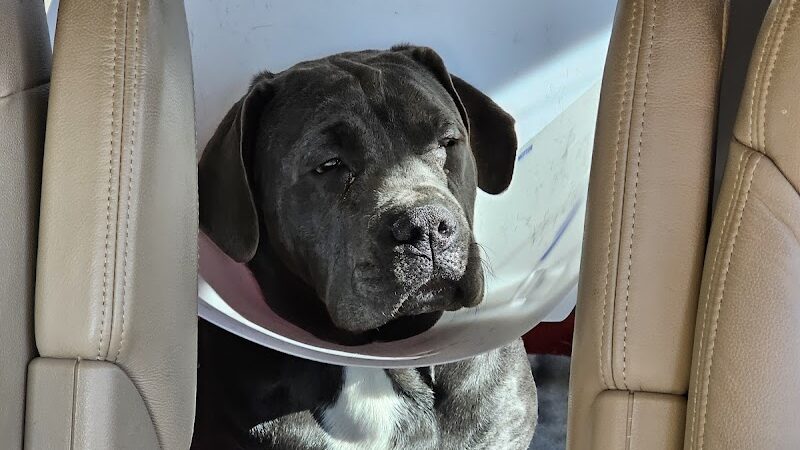 POA Spay - East Hartford, CT