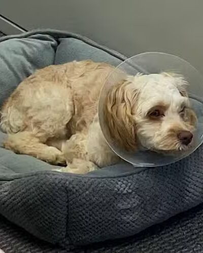 POA Spay - East Hartford, CT