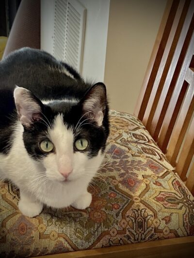 Protectors of Animals - East Hartford, CT