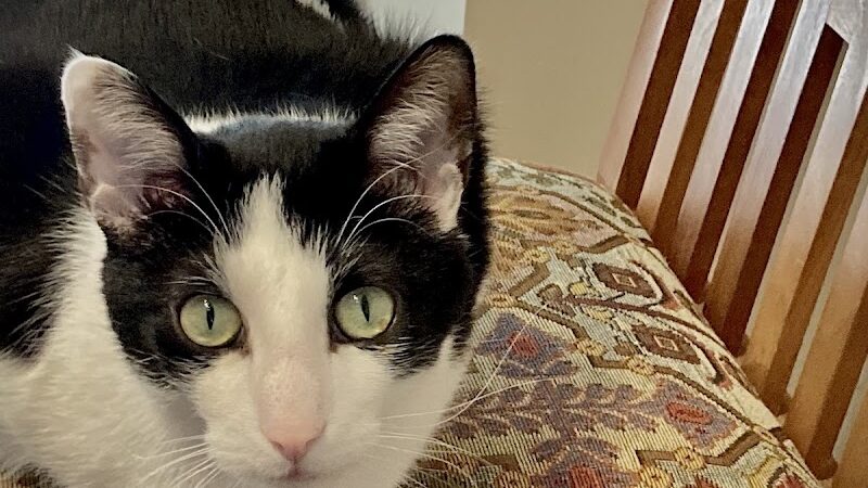 Protectors of Animals - East Hartford, CT