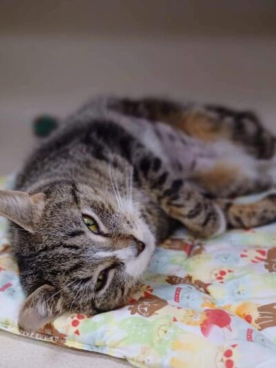 Protectors of Animals - East Hartford, CT